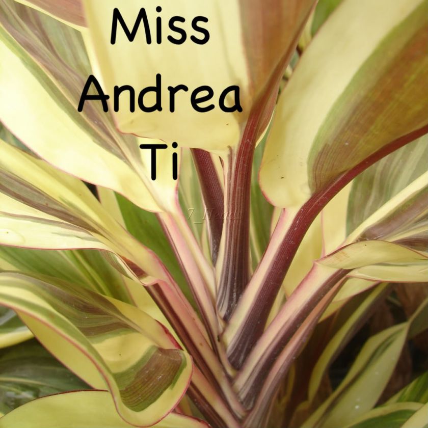 Live Hawaiian Ti Log PURPLE Cordyline Miss Andrea Ti  